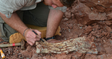 Réptil voador do tempo dos dinossauros é descoberto na Argentina