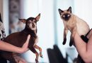Blumenau lança Campanha de Vacinação para cães e gatos de ONGs e protetoras independentes