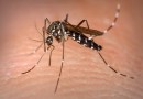 Aumento de casos de dengue gera preocupação em Santa Catarina com mais de 200 internações em 2024