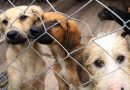 Santa Catarina promove 1º Fórum de Prevenção da Crueldade Animal