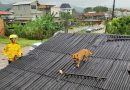 Cachorro caramelo é resgatado pelos Bombeiros após ficar em telhado em de residência em Gaspar