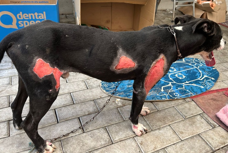 Homem é preso em Blumenau por maus-tratos após arrastar cachorro por 1 km