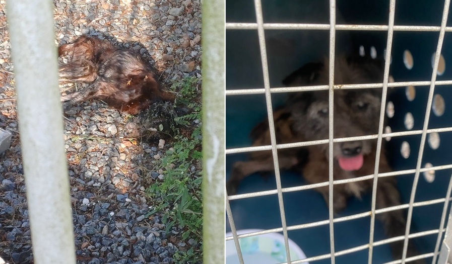 Indivíduo é preso em flagrante por maus-tratos a cães