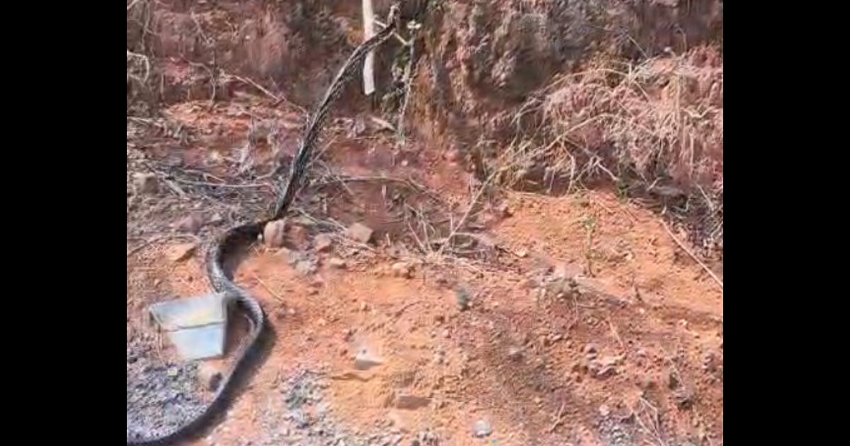 Cobra caninana é encontrada dentro de casa e assusta moradores em Pomerode