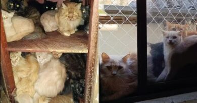 MP pede entrada forçada em apartamento com cerca de 400 gatos em SC