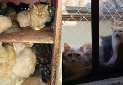 MP pede entrada forçada em apartamento com cerca de 400 gatos em SC