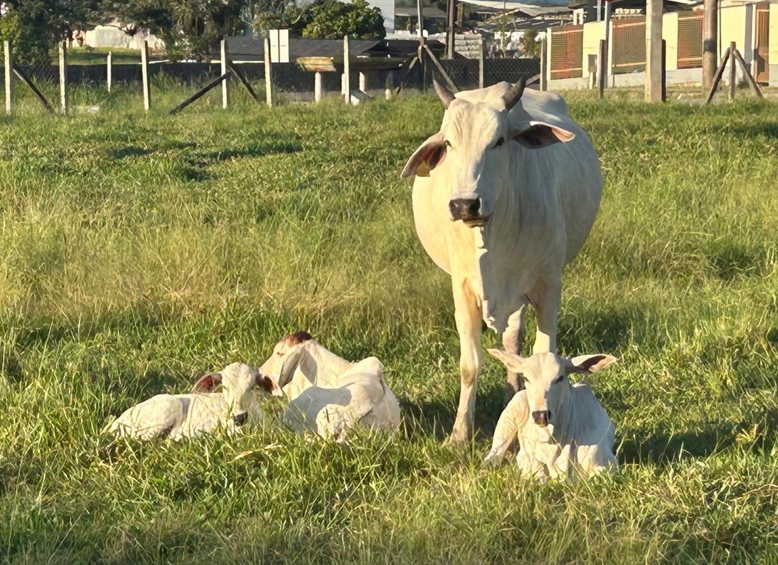 Certificado de Imóvel Rural passa a ser emitido em Gaspar a partir de 19 de maio