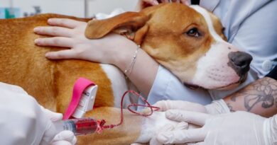 Pitbull resgatado de maus-tratos doa sangue para salvar cadela em Blumenau