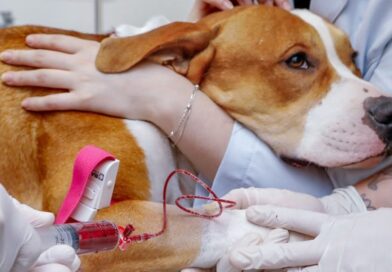 Pitbull resgatado de maus-tratos doa sangue para salvar cadela em Blumenau