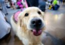 Blumenau se prepara para a 31ª Cãominhada no entorno da Vila Germânica