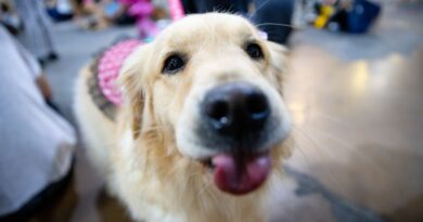Blumenau se prepara para a 31ª Cãominhada no entorno da Vila Germânica
