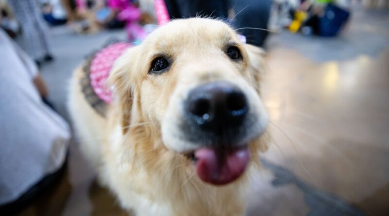 Blumenau se prepara para a 31ª Cãominhada no entorno da Vila Germânica