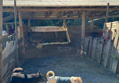 Operação resgata animais e prende casal por maus-tratos em Blumenau