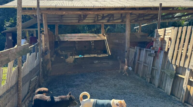 Operação resgata animais e prende casal por maus-tratos em Blumenau