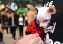 Censo Pet de Blumenau ultrapassa marca de 9,4 mil animais cadastrados