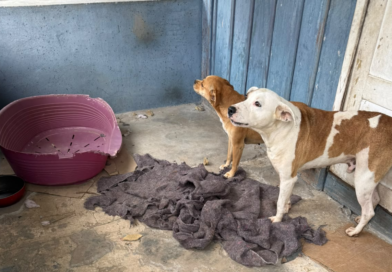 Mulher é presa em flagrante por abandonar dois cães no bairro Progresso