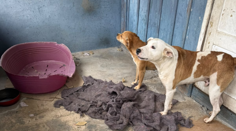 Mulher é presa em flagrante por abandonar dois cães no bairro Progresso