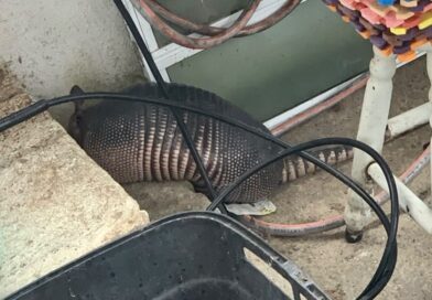 Guarda Ambiental resgata tatu em residência de Itajaí
