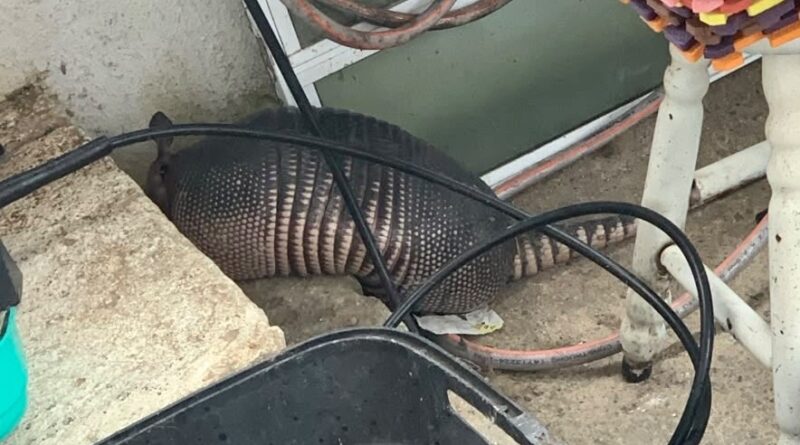 Guarda Ambiental resgata tatu em residência de Itajaí