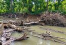 Defesa Civil de Rio do Sul remove 30 toneladas de madeira do leito do Rio Trombudo